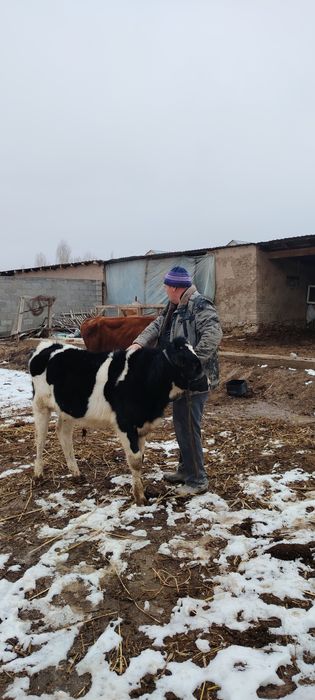 Галштейн пародасы 6 айлык баспак