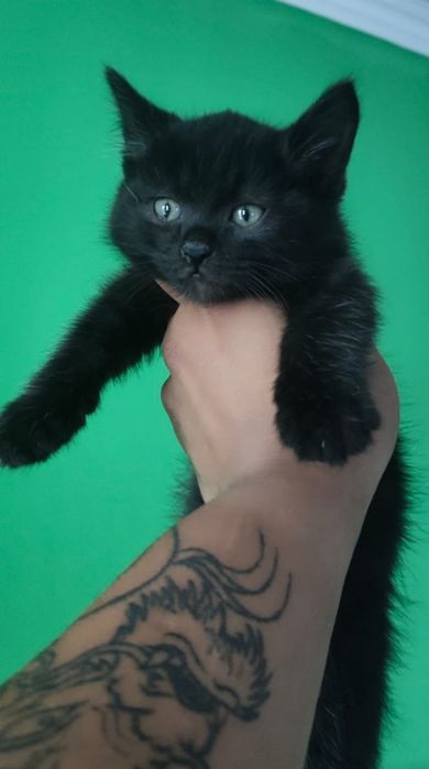 Отдам котят в хорошие руки