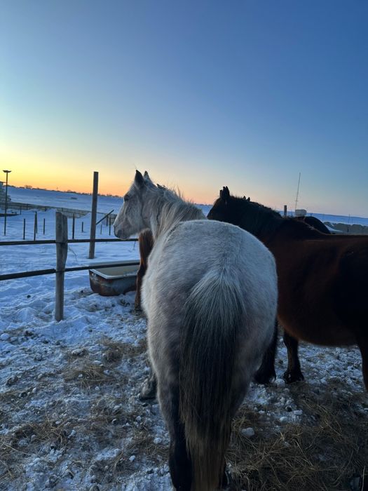 Бие 2-туған, тұрқы биік, жас мал. Қурайлыда