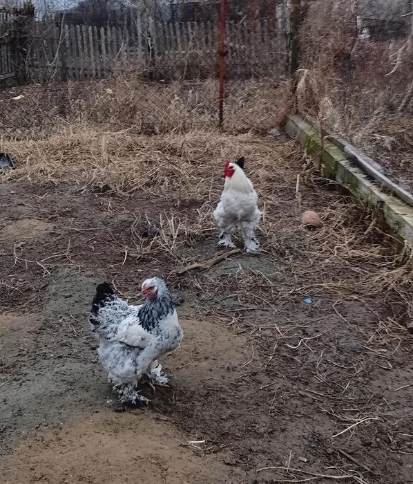 Брама семейка 23000га болпры обмен бар кохинхиндерге