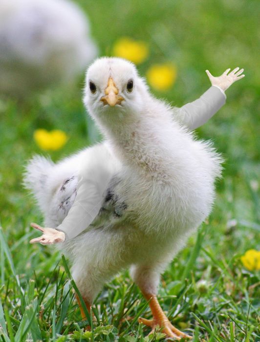 Жужалар хонаки ва зотдор