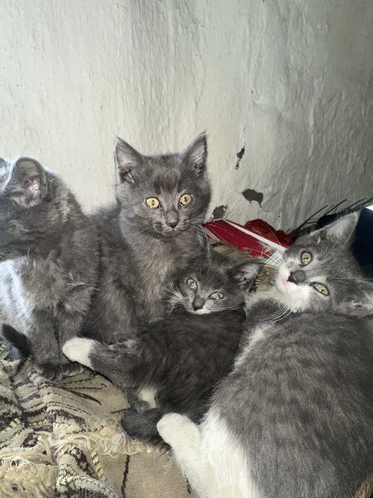 4 очаровательных котёнка ищут дом