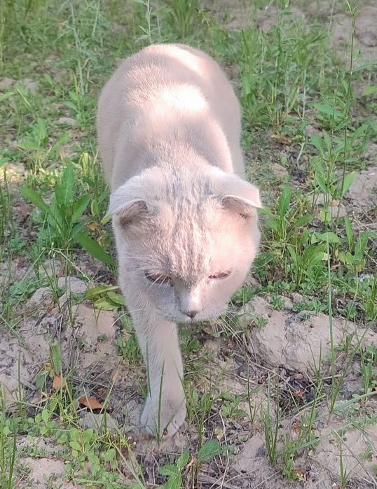 Scottish Fold mushugi sotiladi