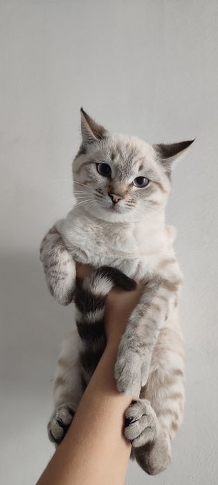 Котята ходят в лоток