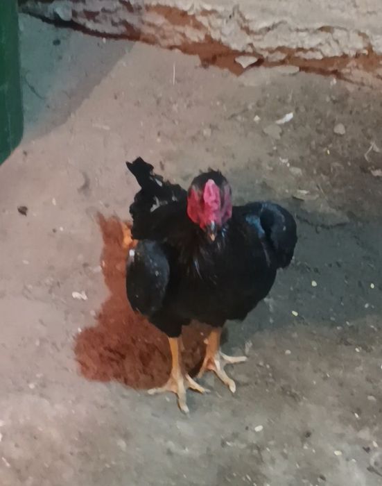Продается бойцовый петух