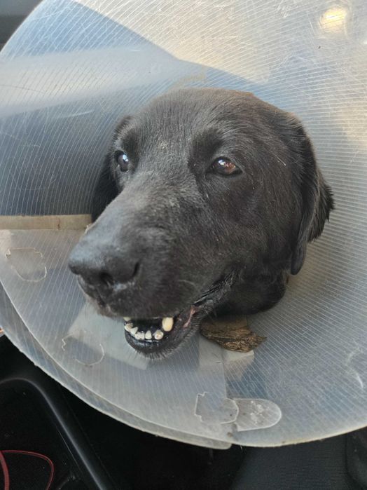 Хотел за кучета Хачико