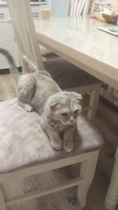 Животные кошки..