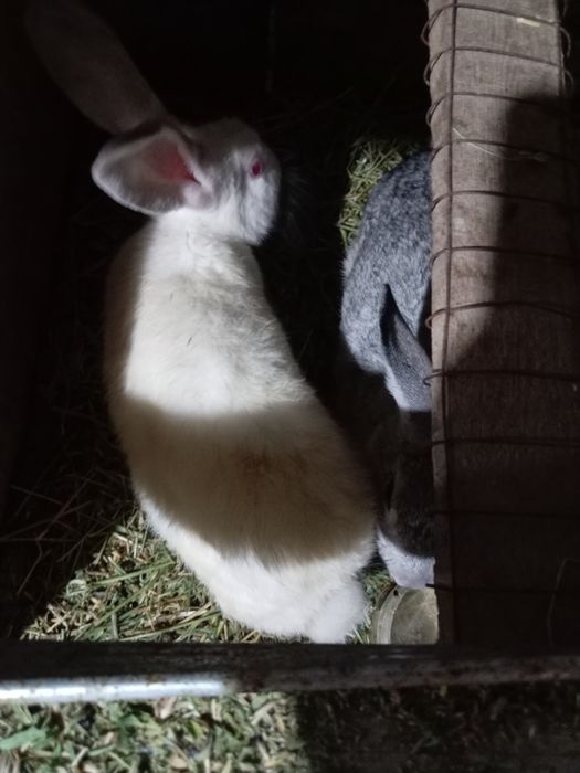 Кролик белый велекан фландр