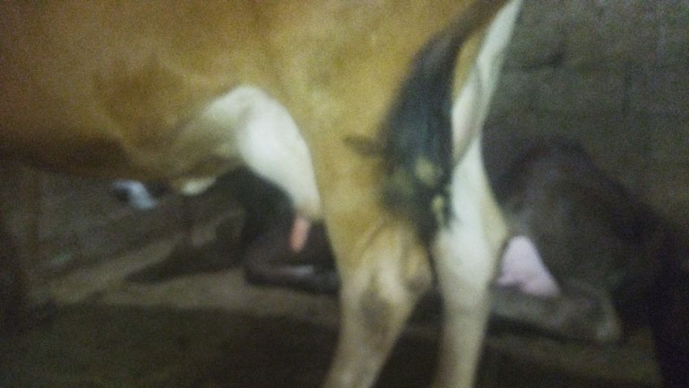 Сүтті сауын сиыр сатылады