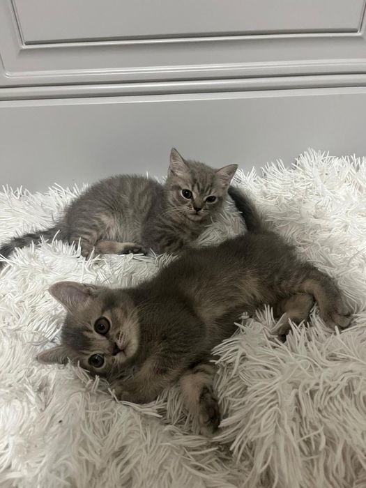 Котята чистокровные