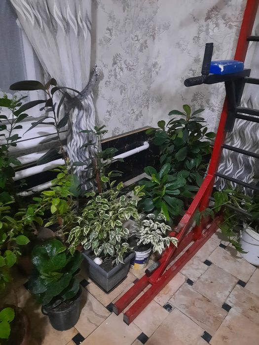 Хона гуллари сотилади