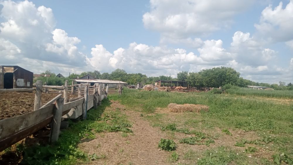 Продам или обменяю на КРС