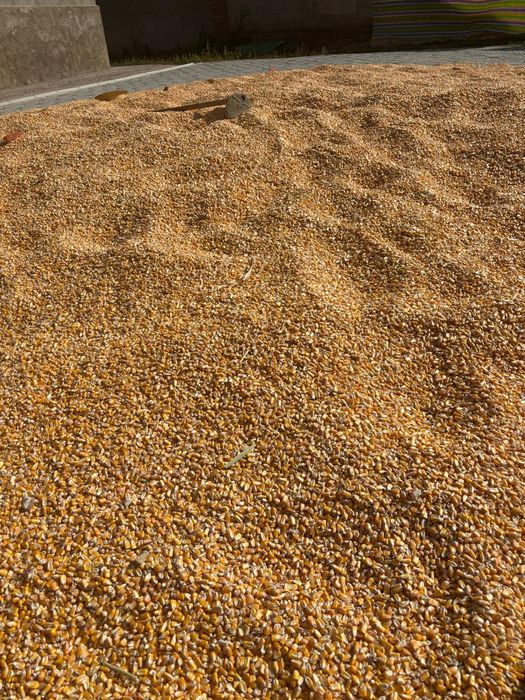 Жүгері сатылады сорт пионер