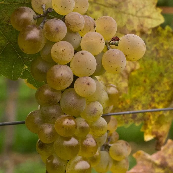 Viata De Vie Altoită (De Vin )