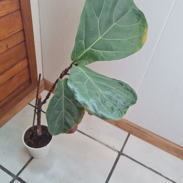 Продавам Фикус Лирата