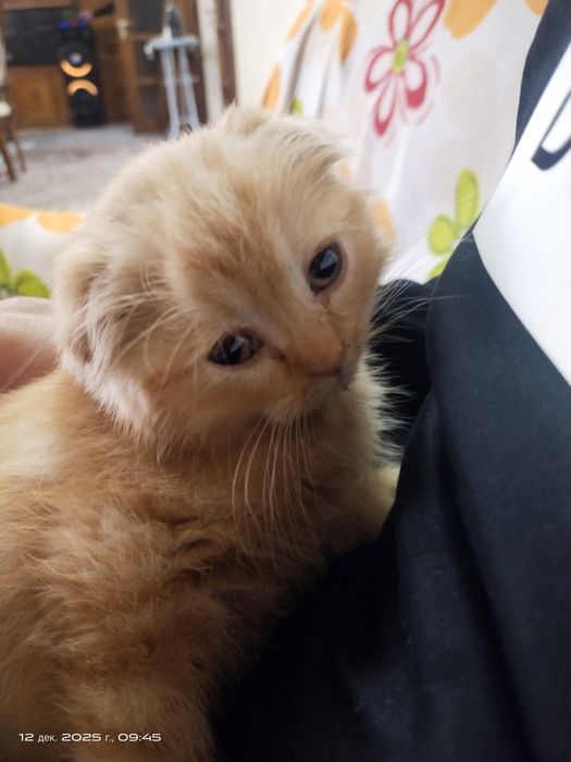 Mushuk 4 oylik parodasi toza