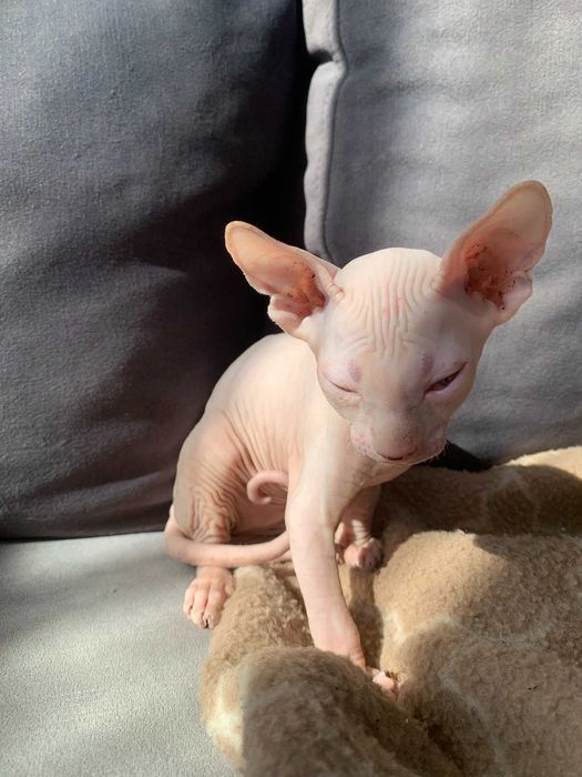 Котенца канадски свинкс
