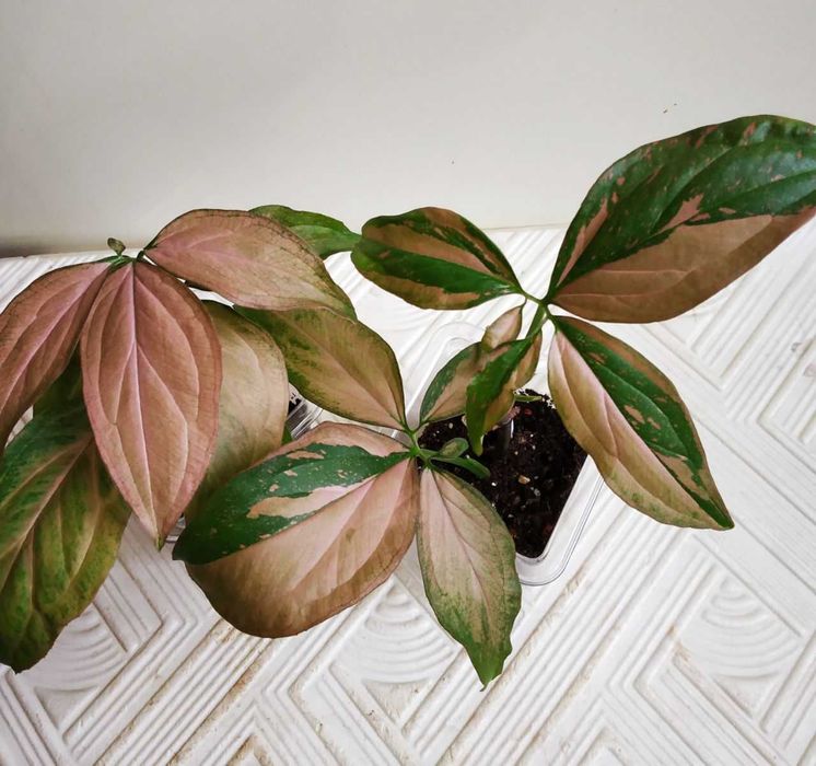 Молодые сингониумы Би колор символизирует удачу и процветание