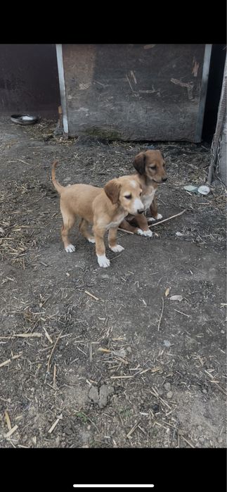 Тазы шенки продам