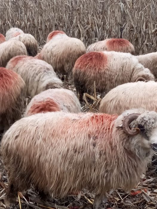 40 oițe și un berbec