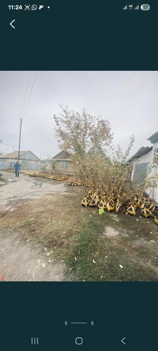 Саженцы кошеттер