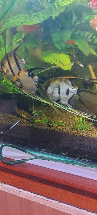 Скалярии вуаль. Растения рыбки..