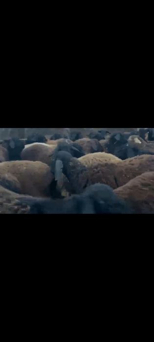 Qochqorlar bor naxtga