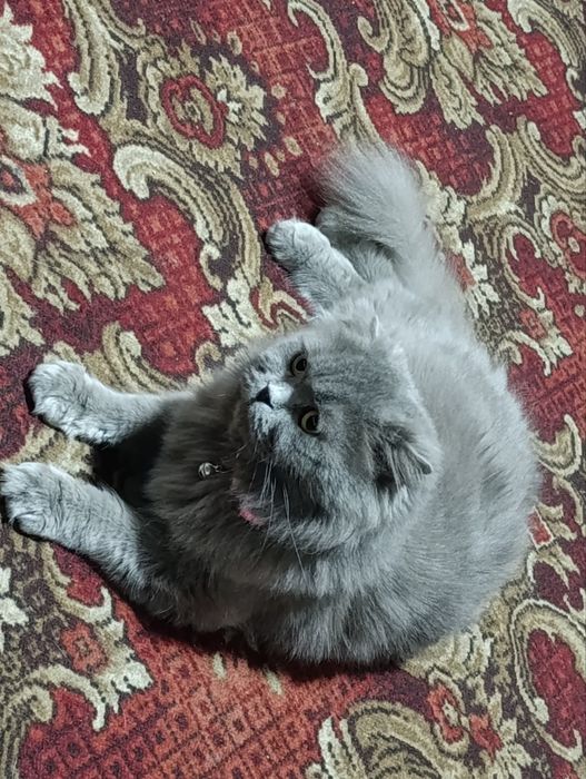 Шотланский скотиш фолд