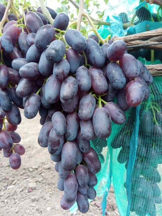 Baikonur vita de vie