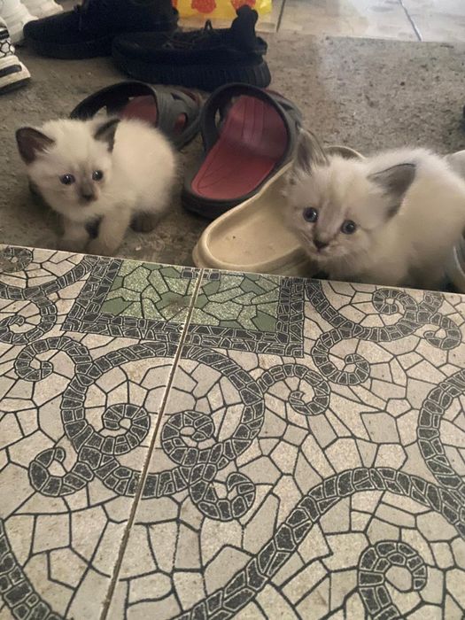 Отдам белых котят в хорошие руки