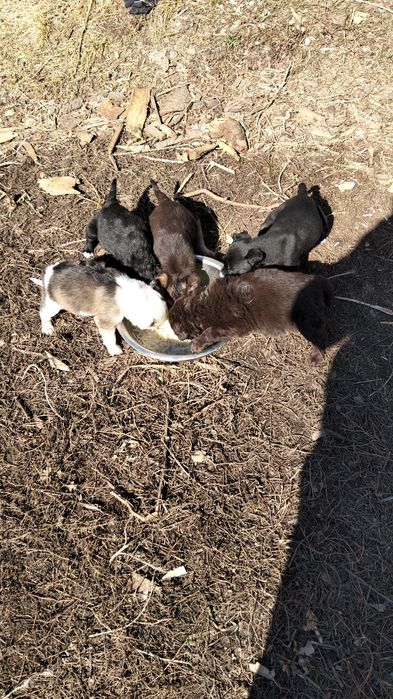 Щеночки все мальчики