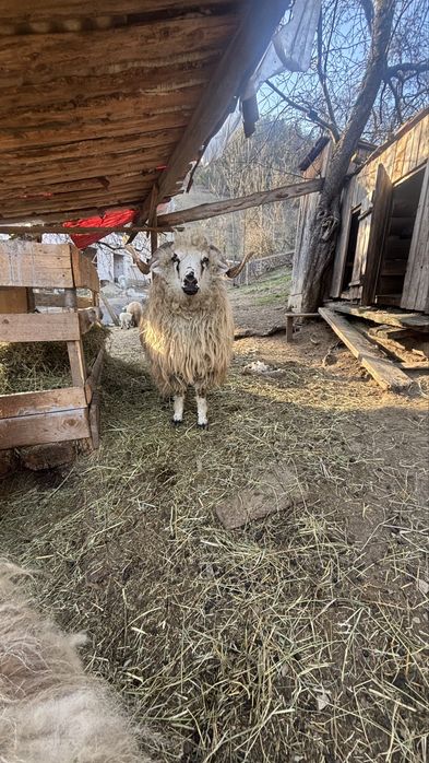 Vand Berbec de 11 luni