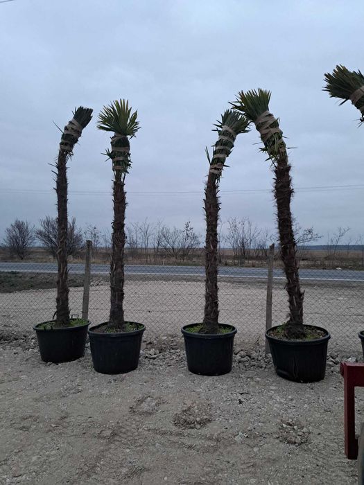 Tuia, pon pon, magnolie, gazon, palmieri, trandafiri, mesteacăn, tei