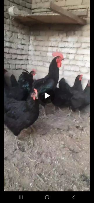 Qora shaxzoda tuxumlari