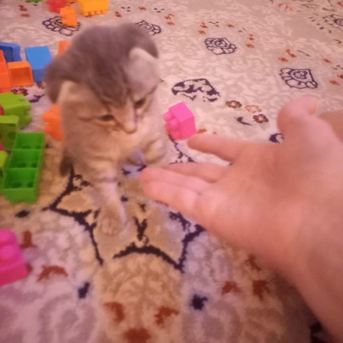 Вислоухий котёнок один мес