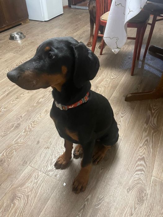 Продам щенков добермана