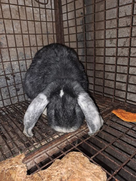 Распродажа кроликов