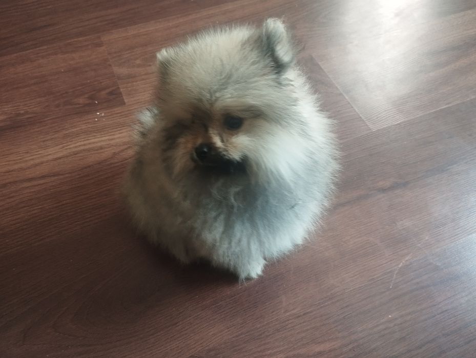 Продам мальчика шпиц с документами 2,5 мес