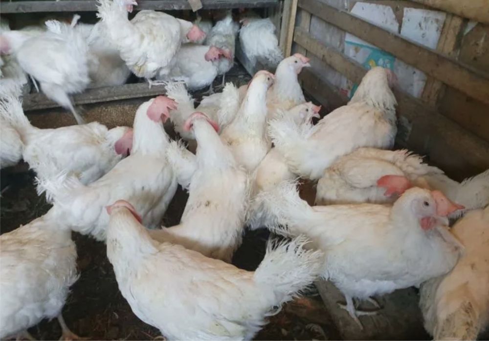 Куры молодые белые и красные