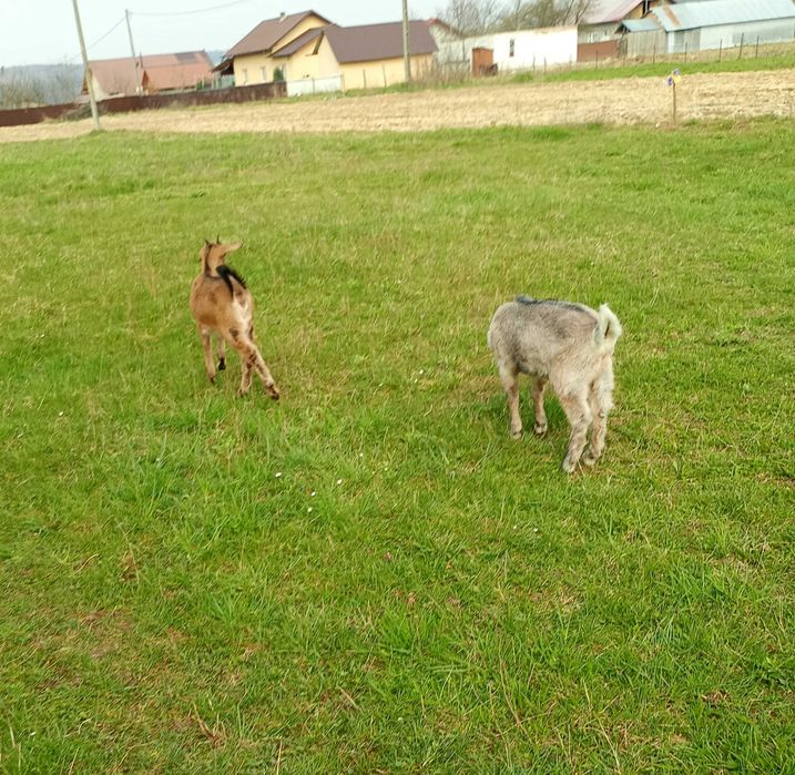 Ied și iediță în vârstă de 2 luni jumătate rasă alpini francezii