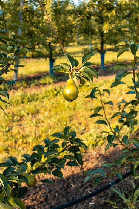 Продава се Земеделски имот в с. Братово, Област Бургас -  кв.м за 9211 €/дка - Снимка #7