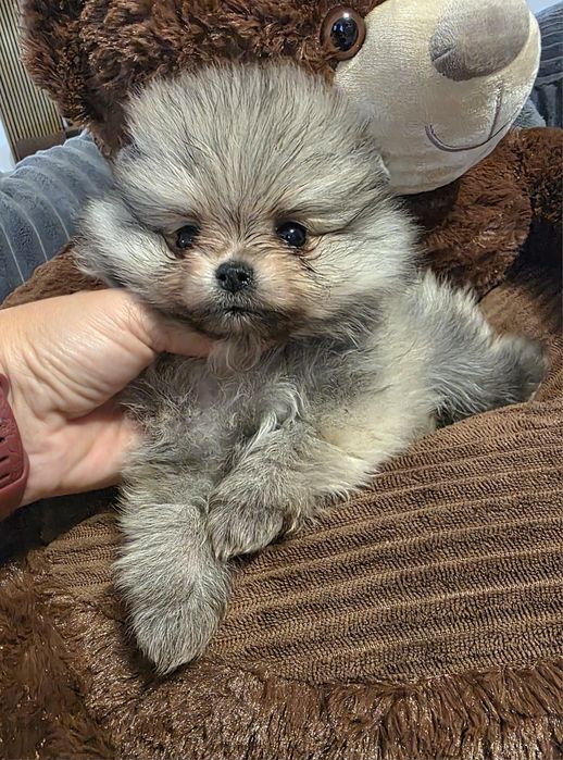 Мини померан момичета