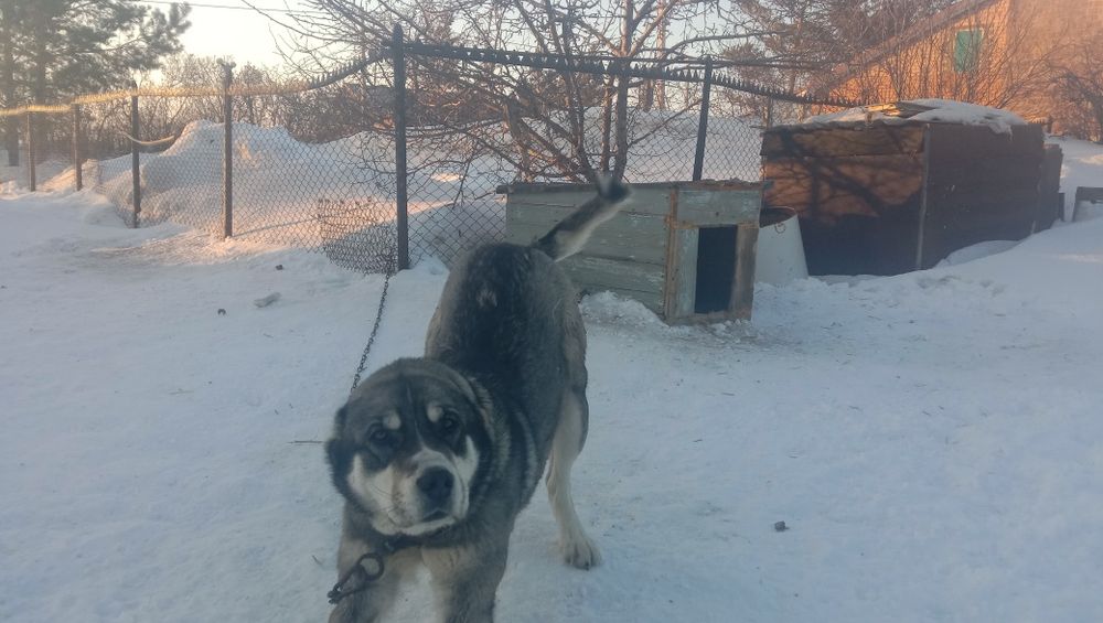 Алабай 9 месецов кабель