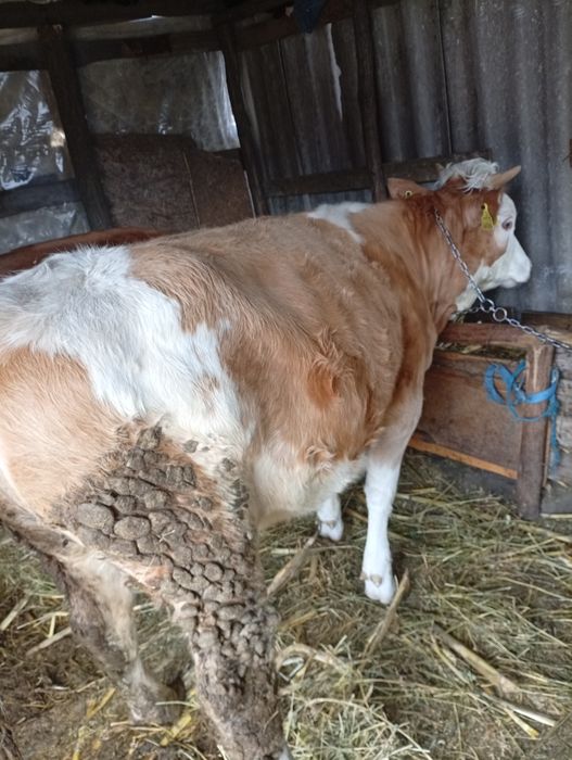 Vițică de vanzare 8000  lei negociabil