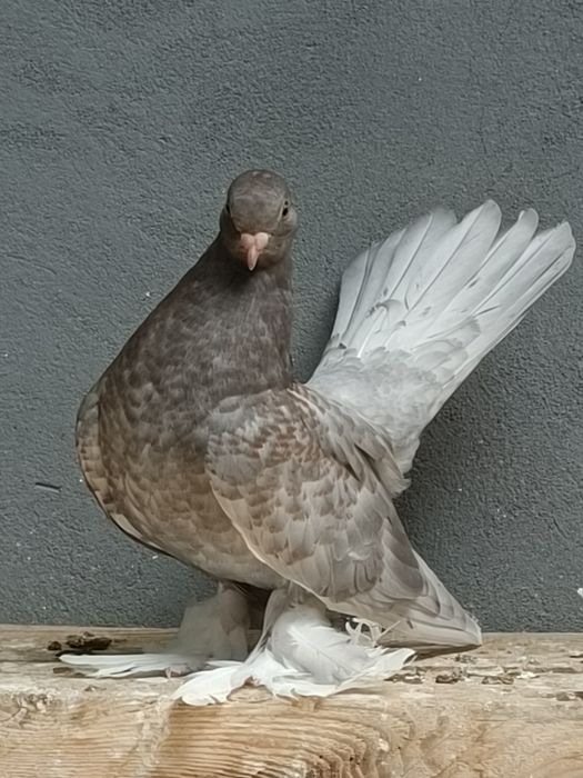 Продаются голуби