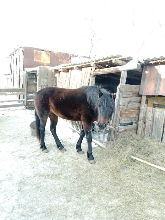 Продам лошадь 4 летка