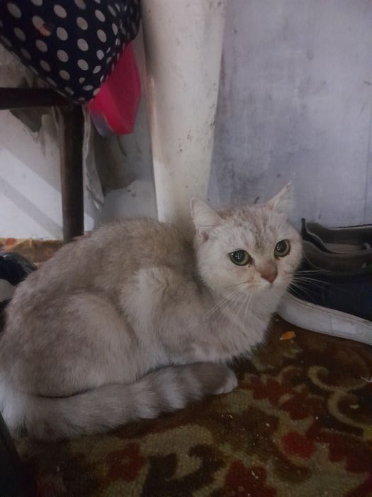 chroyli mushuk britanski shinshila