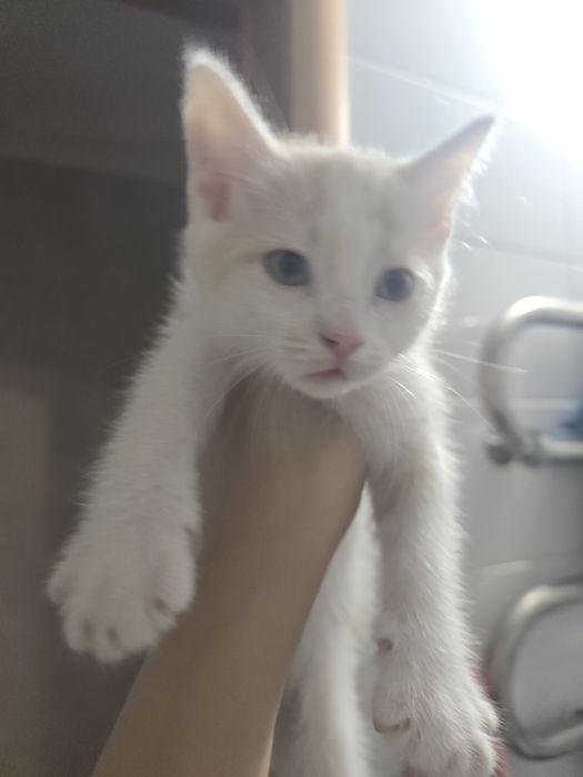 Отдам котят 7 недель