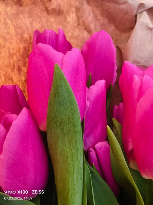 тюльпаны по 350тг