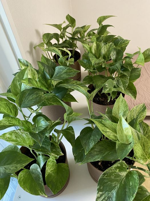 Комнатные растения для офиса и дома